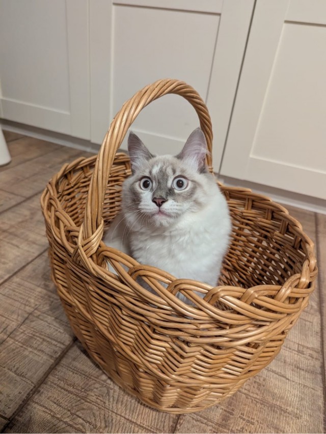 Котовторник!