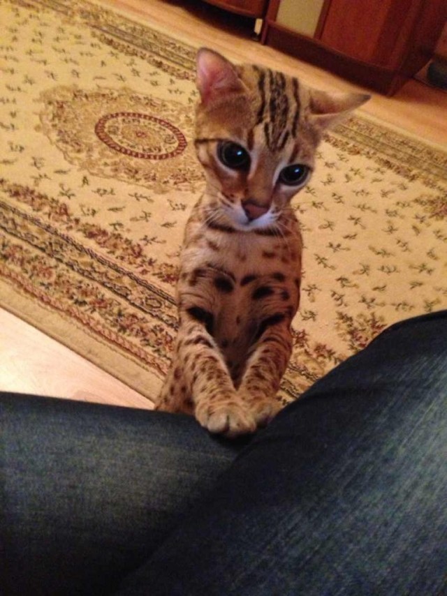 О бенгальских котах на наглядном примере