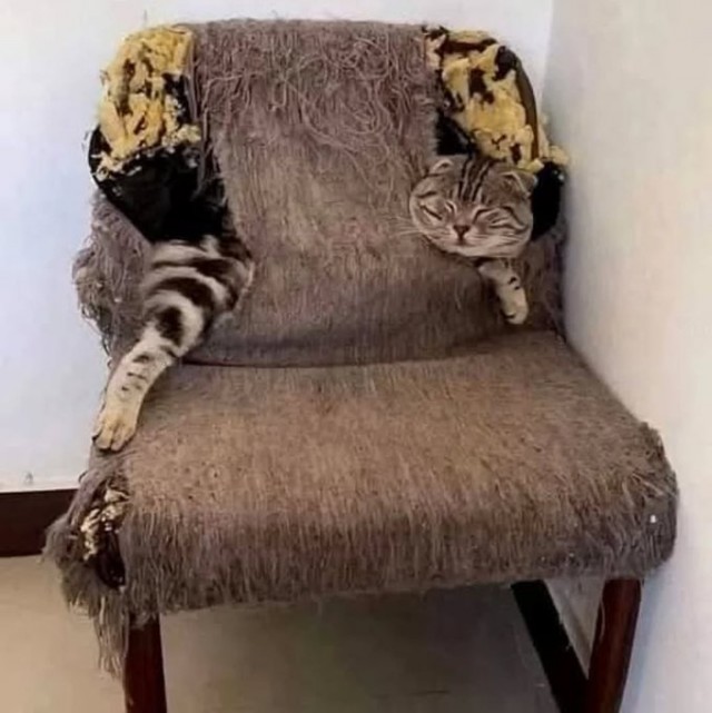 Это что, котовторник?