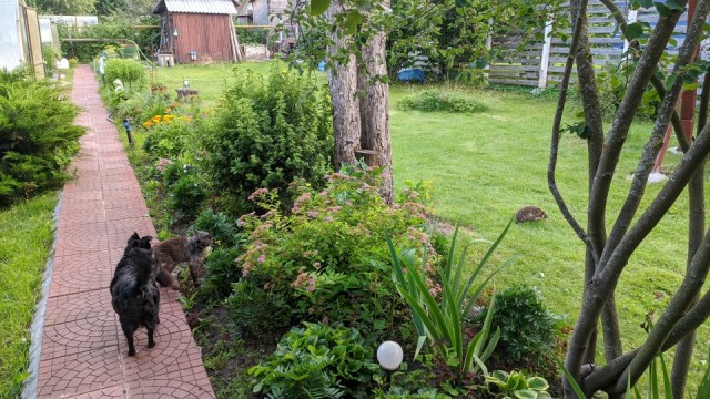 Ёж-воришка отжал еду у кота в Подмосковье