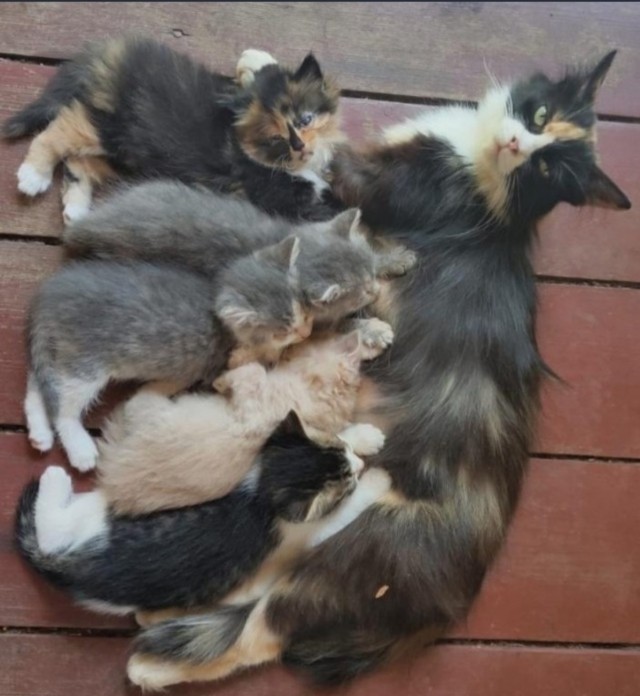 Главней всего, котейки в доме.