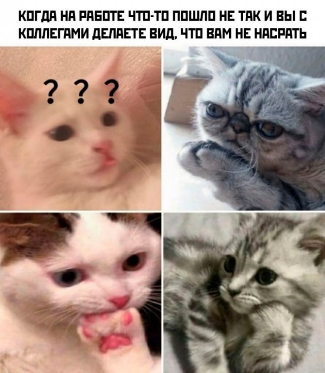 Веселые картинки в понедельник (11.08)