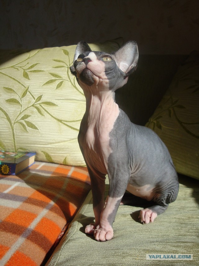 "Инопланетный" котэ