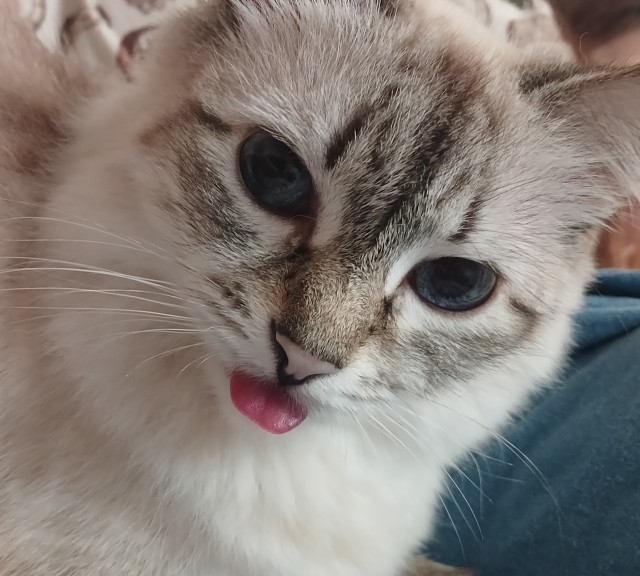 Малышка Дуся (котовторник)