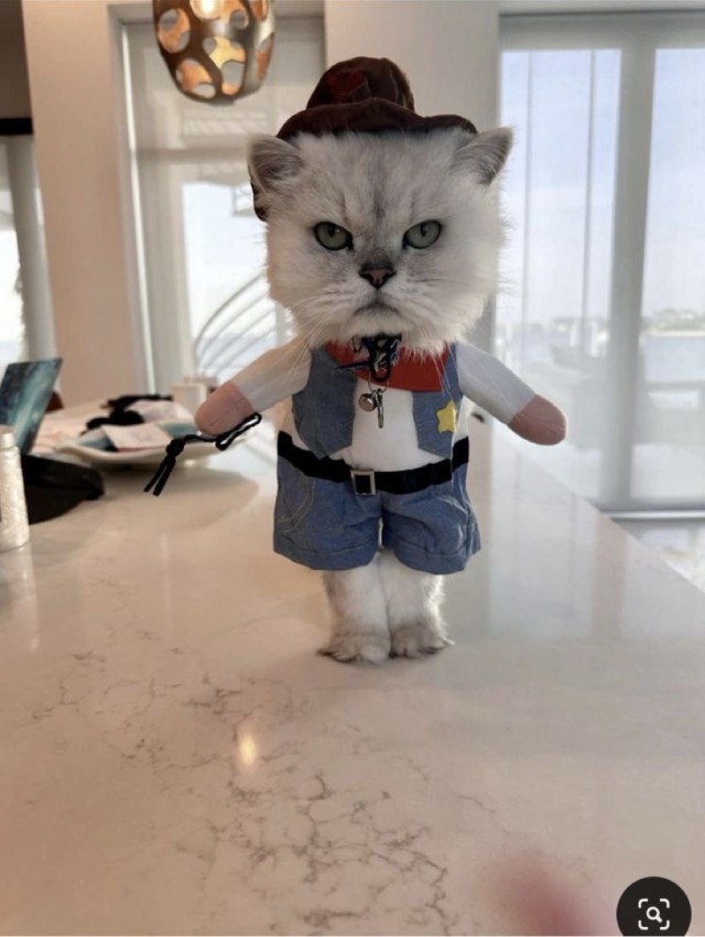 Пожилая женщина каждый день наряжает и фотографирует своего кота