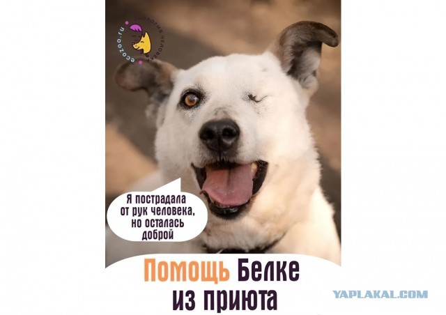 Научите пёселей гавкать,- ОБМАН, кругом ОБМАН!