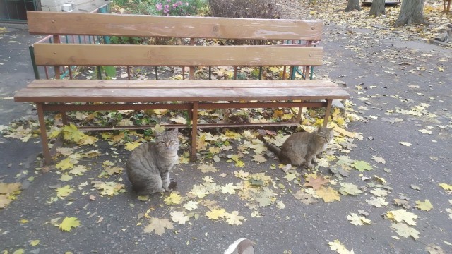 Крымский котик⁠
