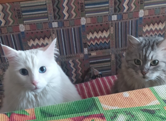 Котовторник