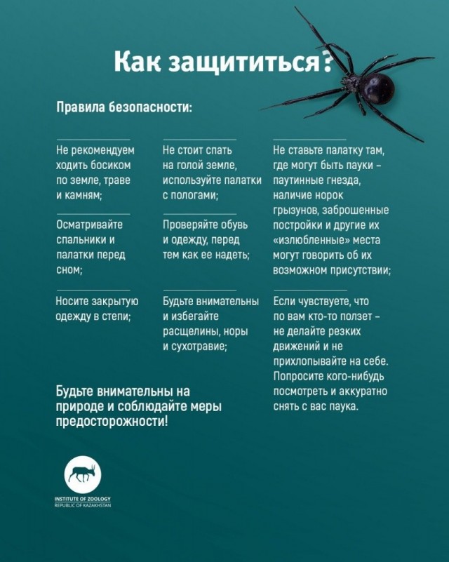 Внимание, Москва. Этим летом к нам придёт смерть на восьми лапах