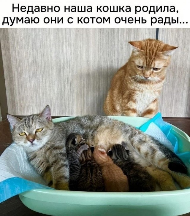 Так себе картинки 25.09.26