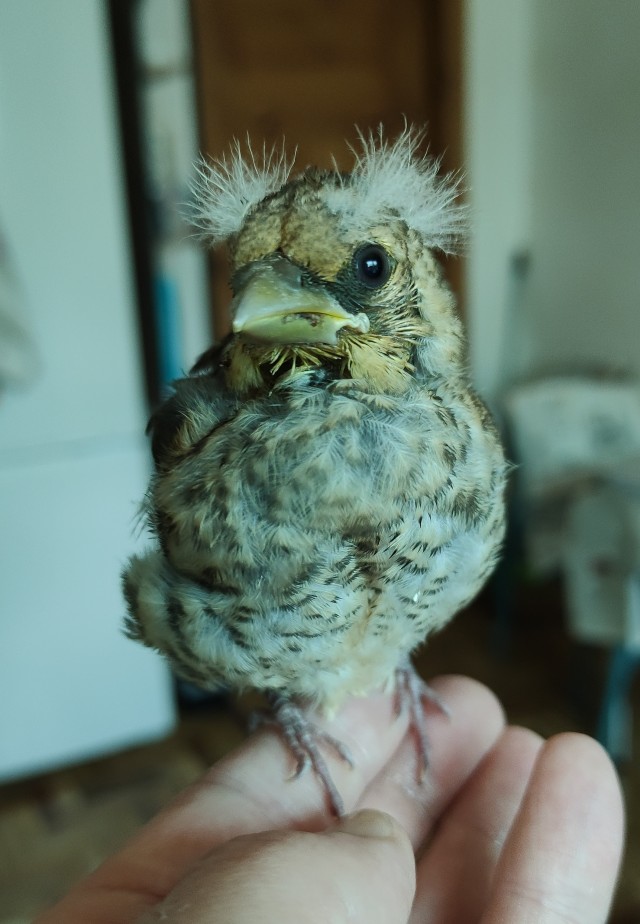 Онлайн кормушка