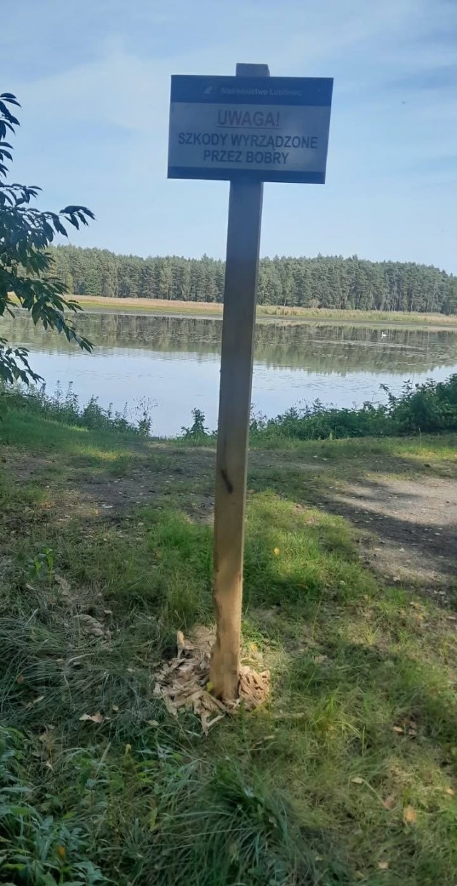 Сам ты курва!