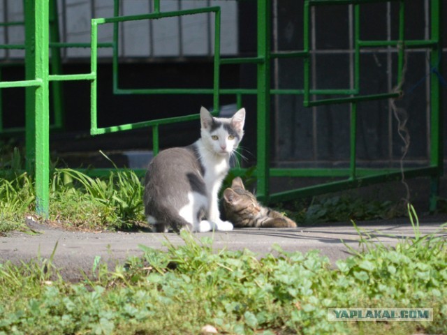 Котовторник 6.08.2013