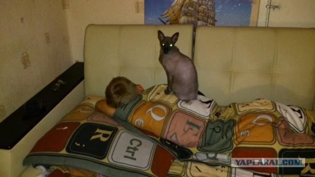 Котовторник 26.11.2013