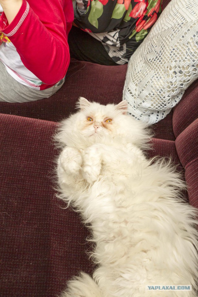 Котовторник 01.04.2014