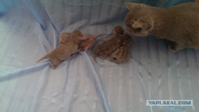 А у нас сегодня кошка родила вчера котят