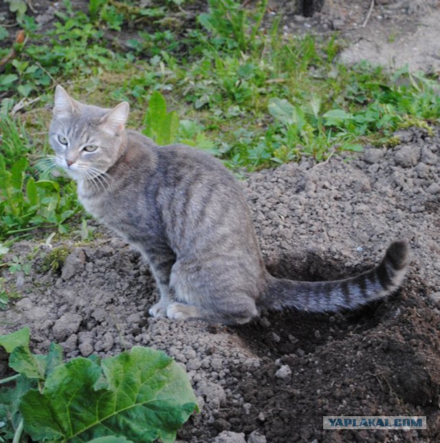 Котовторник 20.05.2014
