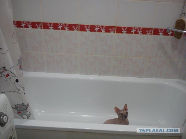 Котовторник 26.08.14.