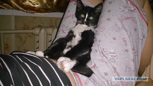 Котовторник 02.09.2014