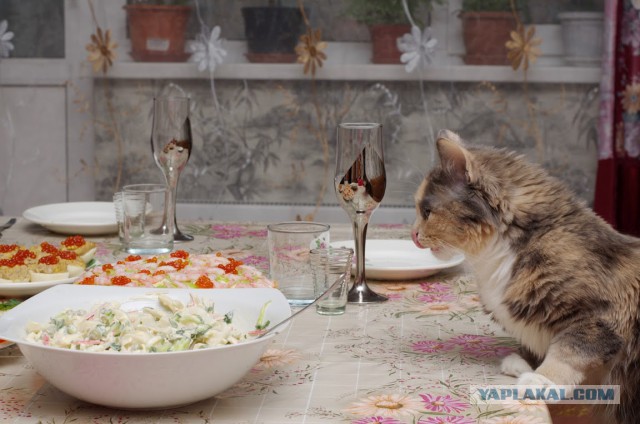 Котовторник 16.09.14