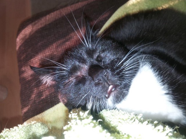 Котовторник 23.09.2014.