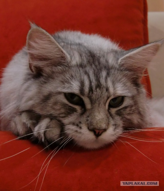 Котовторник 7.10.2014