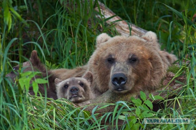 National Geographic,избранное...