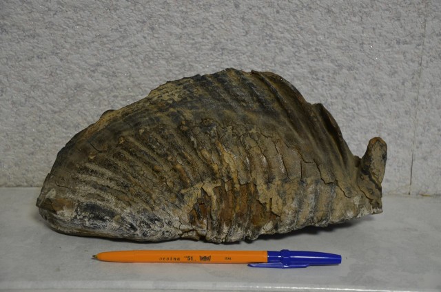 Древнее ископаемое