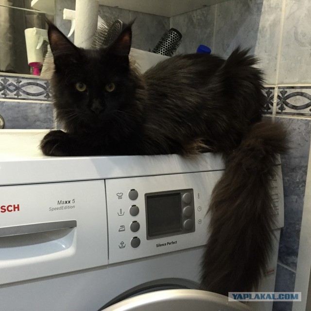 Котовторник