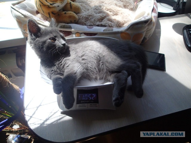Котовторник