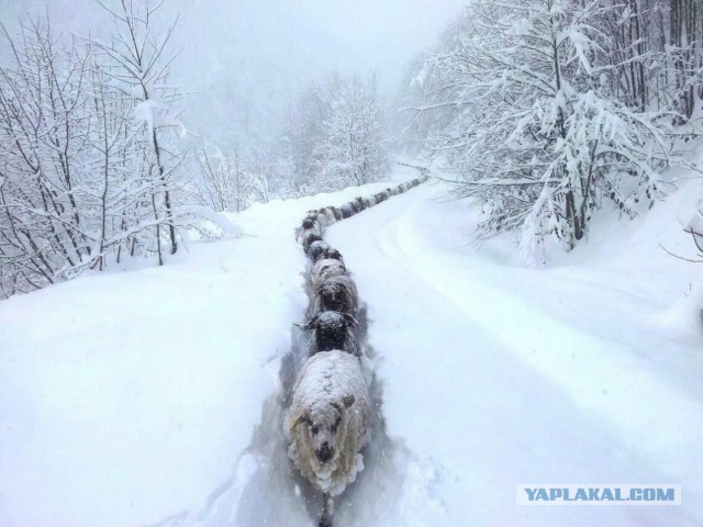 Без фотошопа