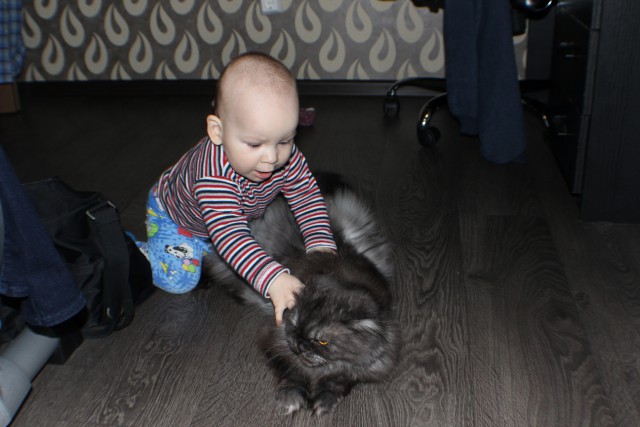 Котовторник