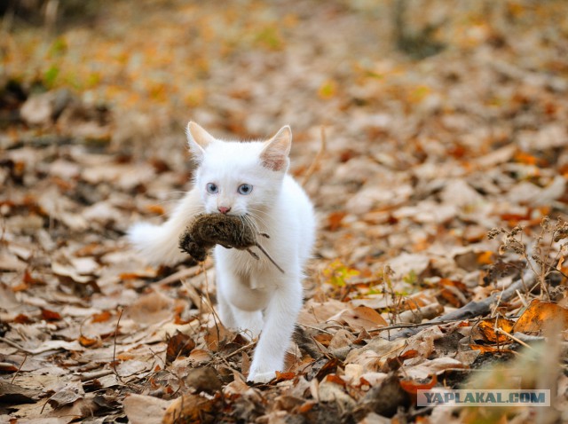 Котовторник   02.06.2015