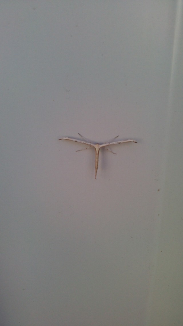 Неведомая тварь