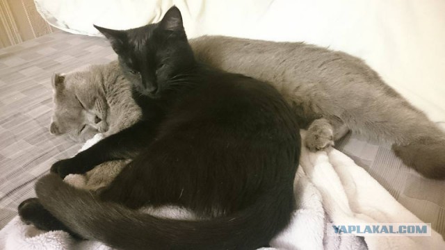 Котовторник  10.11.2015