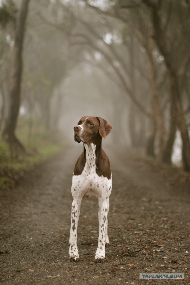 Собакочетверг