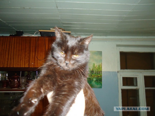 Мой личный котоленд 12
