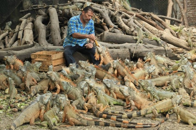 Как выглядят «голуби» в разных странах мира