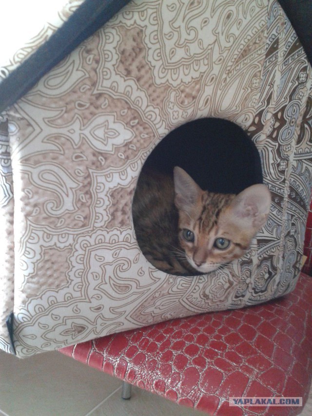 Котовторник - начало