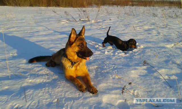 Собакочетверг 07.04.2016
