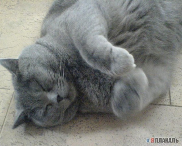 А вот и котовторник!