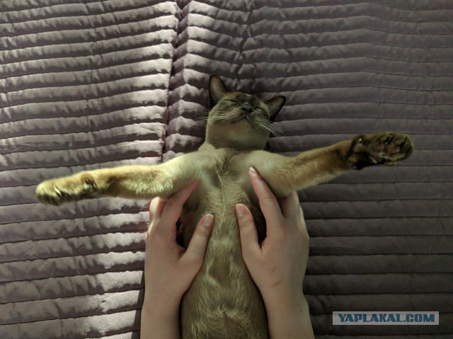 Кото-вторник 24 Мая 2016го :)