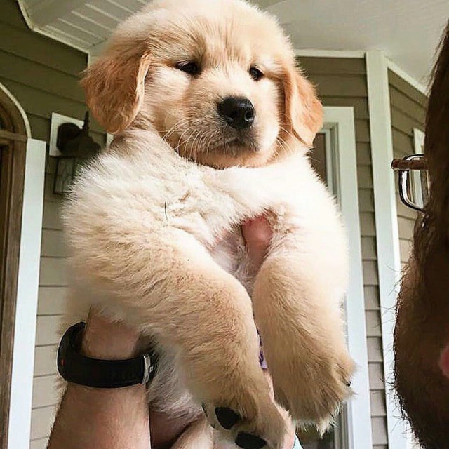 Самые смешные животные