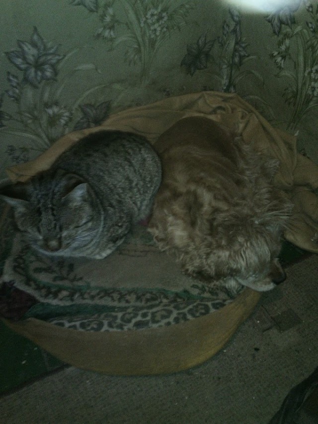 Котовторник 07.02.2017