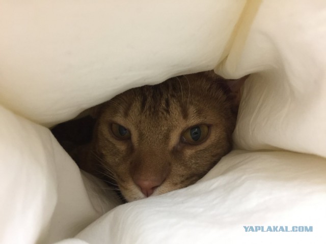 Котовторник 28.02.2017