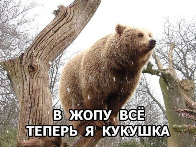 Коровы,живущие в норах,обнаружены в Казахстане!