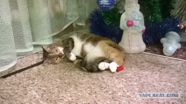 Коты и Кошки