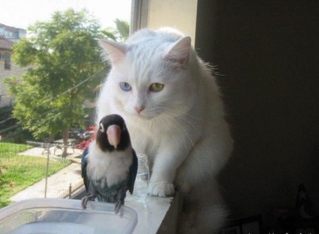 Коты и Кошки