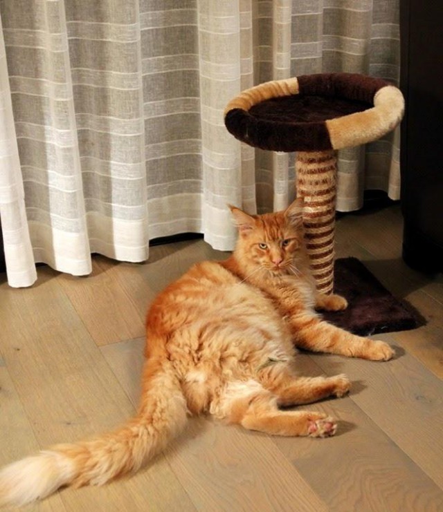 Коты и Кошки