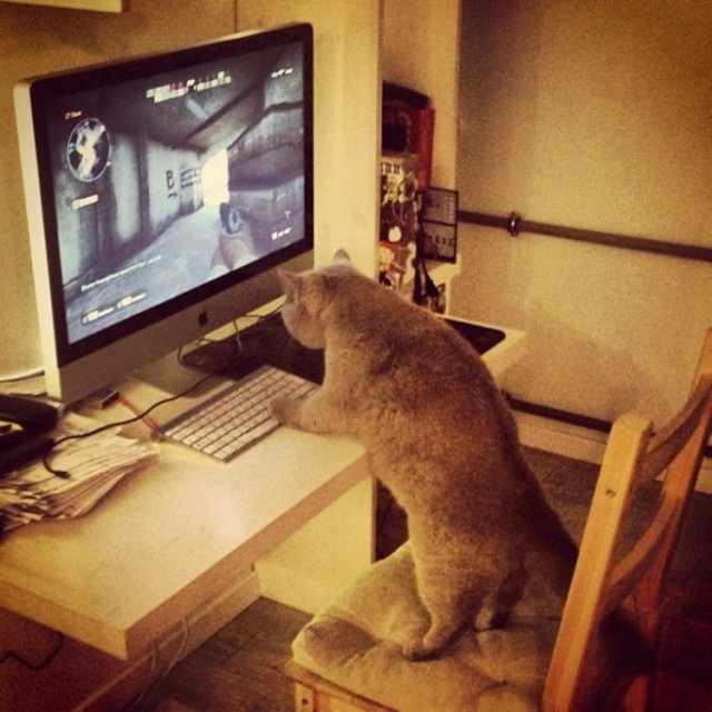 Коты и Кошки